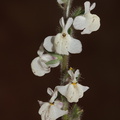 Antirrhinum-coulterianum-Coulters-snapdragon-Sage-Ranch-2016-06-10-IMG_3170.jpg