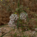 Asclepias-fascicularis-narrowleaf-milkweed-Sage-Ranch-2016-06-10-IMG 3166
