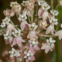 Asclepias-fascicularis-narrowleaf-milkweed-Sage-Ranch-2016-06-10-IMG 3168