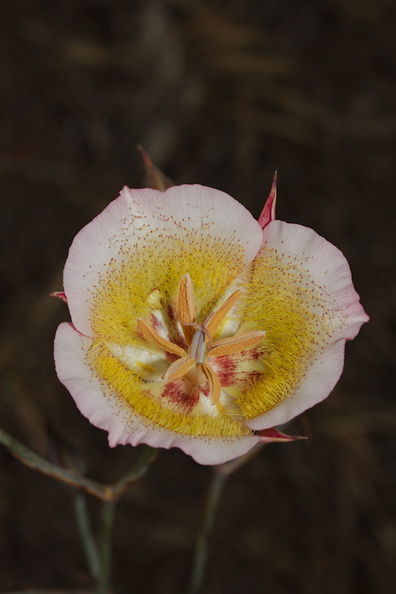 Calochortus-plummerae-pink-mariposa-lily-Sage-Ranch-2016-06-10-IMG_3156.jpg