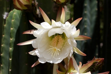 Cereus-sp-columnar-white-blooming-cactus-near-Corriganville-Simi-2016-05-27-IMG 3118