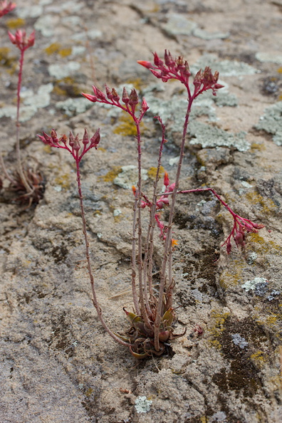 Dudleya-lanceolata-flowers-Sage-Ranch-2015-05-26-IMG_0742.jpg