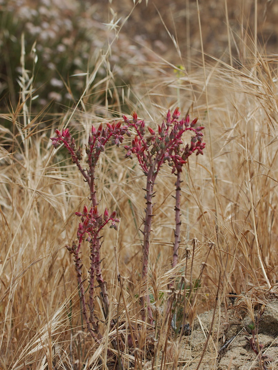 Dudleya-lanceolata-flowers-Sage-Ranch-2015-05-26-IMG 0743