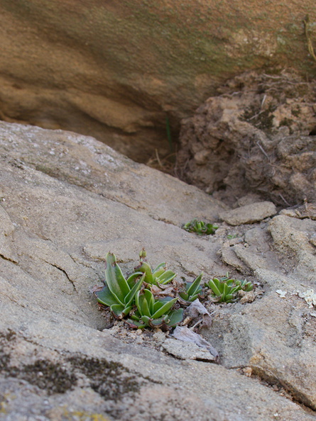 Dudleya-lanceolata-lanceleaf-liveforever-Hummingbird-Trail-2014-02-24-IMG 3182