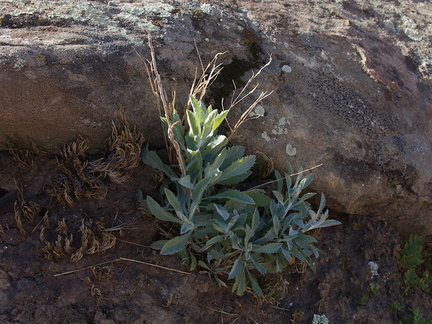 Eriodictyon-crassifolium-yerba-santa-Hummingbird-Trail-2014-02-24-IMG 3184