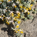 Lotus-argophyllus-silver-birds-foot-trefoil-Sage-Ranch-Santa-Susana-2012-03-24-IMG_4676.jpg
