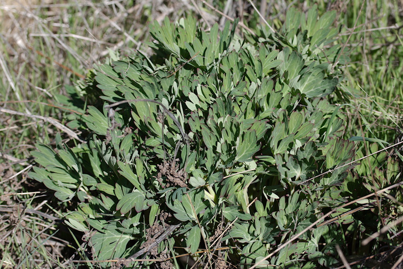 Paeonia-californica-peony-vegetative-Sage-Ranch-Santa-Susana-Mts-2015-01-19-IMG_0370_1.jpg