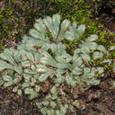 Riccia-trichocarpa-thalloid-liverwort-Sage-Ranch-Santa-Susana-Mts-2015-01-19-IMG 0345.