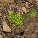 Sphaerocarpos-texanus-bottlewort-Sage-Ranch-Santa-Susana-Mts-2013-01-05-IMG 7129
