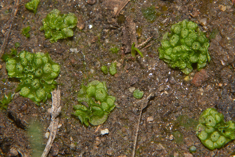 Sphaerocarpos-texanus-bottlewort-Sage-Ranch-Santa-Susana-Mts-2013-01-05-IMG_7135.jpg