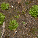 Sphaerocarpos-texanus-bottlewort-Sage-Ranch-Santa-Susana-Mts-2013-01-05-IMG 7135