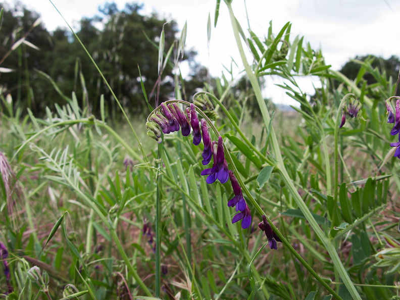 Vicia-sp-vetch-deep-purple-Sage-Ranch-Santa-Susana-2011-04-08-IMG_7554.jpg