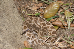 Western-diamondback-rattlesnake-Crotalus-atrox-Sage-Ranch-Santa-Susana-2012-03-24-IMG 4643