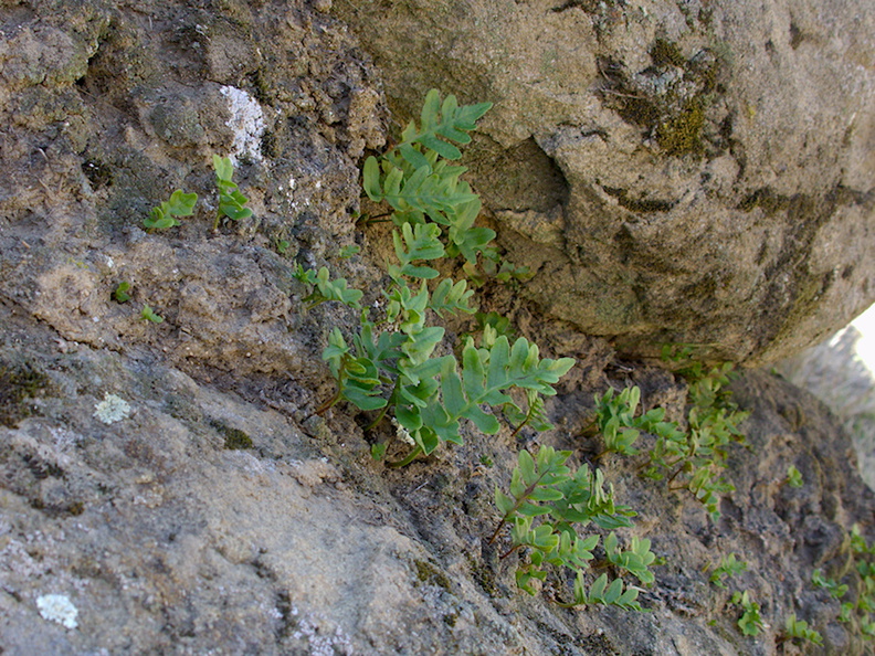 fern-lithophytic-green-with-no-rain-Hummingbird-Trail-2014-02-24-IMG_3188.jpg