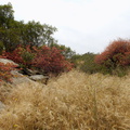 habitat-fall-colors-due-to-drought-Sage-Ranch-2015-05-26-IMG 5066