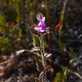 Antirrhinum-nuttallianum-violet-snapdragon-Satwiwa-creek-2011-05-20-IMG 8018