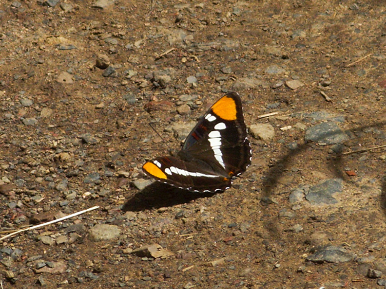 California-sister-butterfly-Adelphia-sp-Satwiwa-Creek-2011-05-18-IMG_8005.jpg
