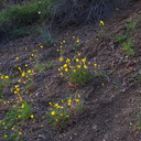 Eschscholzia-caespitosa-tufted-poppy-closing-Satwiwa-waterfall-trail-Santa-Monica-Mts-2011-02-08-IMG 7072