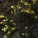 Mimulus-aurantiacus-sticky-monkeyflower-Satwiwa-Creek-2011-05-18-IMG 7952