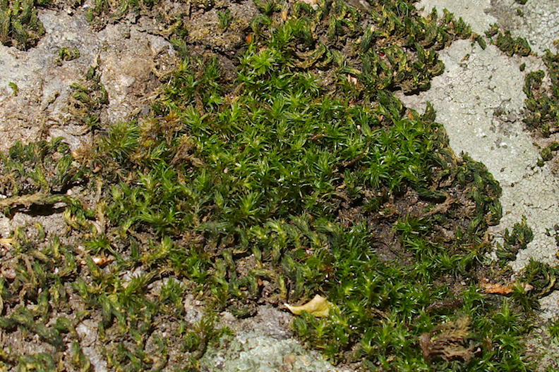 Orthotrichum-sp-bolanderi-moss-on-rocks-in-stream-Waterfall-Trail-Satwiwa-2013-04-20-IMG_0568.jpg