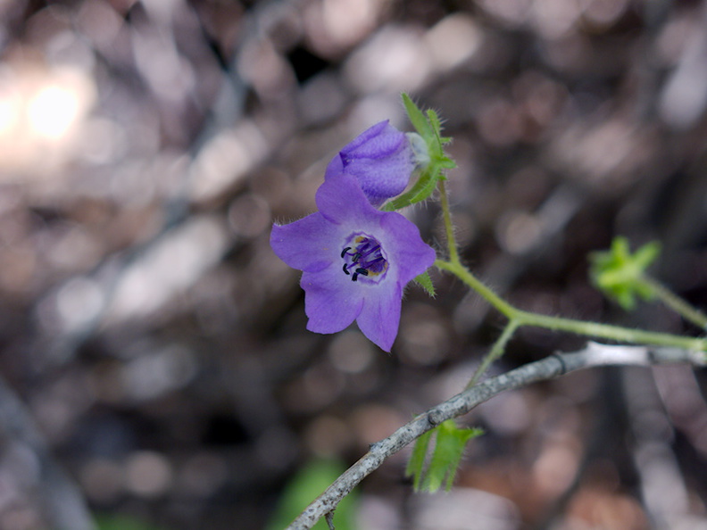 Pholistoma-auritum-blue-fiestaflower-Waterfall-Trail-Satwiwa-2013-04-20-IMG_0544.jpg