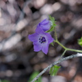 Pholistoma-auritum-blue-fiestaflower-Waterfall-Trail-Satwiwa-2013-04-20-IMG 0544