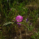 Sidalcea-malviflora-checker-bloom-Satwiwa-waterfall-trail-2011-04-12-IMG 7664