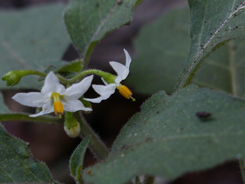 Solanum-douglasii-greenspot-nightshade-Satwiwa-Waterfall-Trail-2014-11-29-IMG 4251.