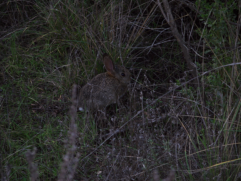 baby-rabbit-Satwiwa-trail-Santa-Monica-Mts-2010-12-23-IMG_6821.jpg