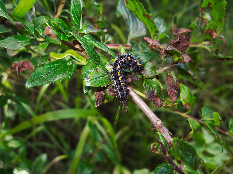 black-fuzzy-caterpillar-Lepidoptera-Satwiwa-Creek-2011-05-18-IMG_8008.jpg