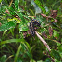 black-fuzzy-caterpillar-Lepidoptera-Satwiwa-Creek-2011-05-18-IMG 8008