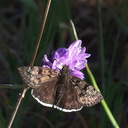 butterfly-Erynnis-tristis-Mournful-duskywing-on-blue-dicks-Satwiwa-upper-trail-2012-03-04-IMG 0783