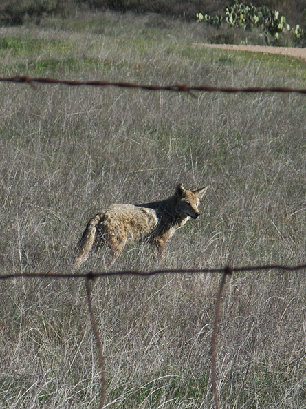 coyote-Canis-latrans-Satwiwa-2013-01-04-IMG_3200.jpg