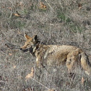 coyote-Satwiwa-Waterfall-Trail-2011-12-26-IMG 3745