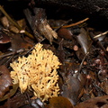 fungus-indet-Ramaria-sp-Satwiwa-trail-Santa-Monica-Mts-2010-12-23-IMG 1671