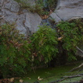 maidenhair-fern-at-pools-Satwiwa-Waterfall-Trail-2014-11-29-IMG 4255.