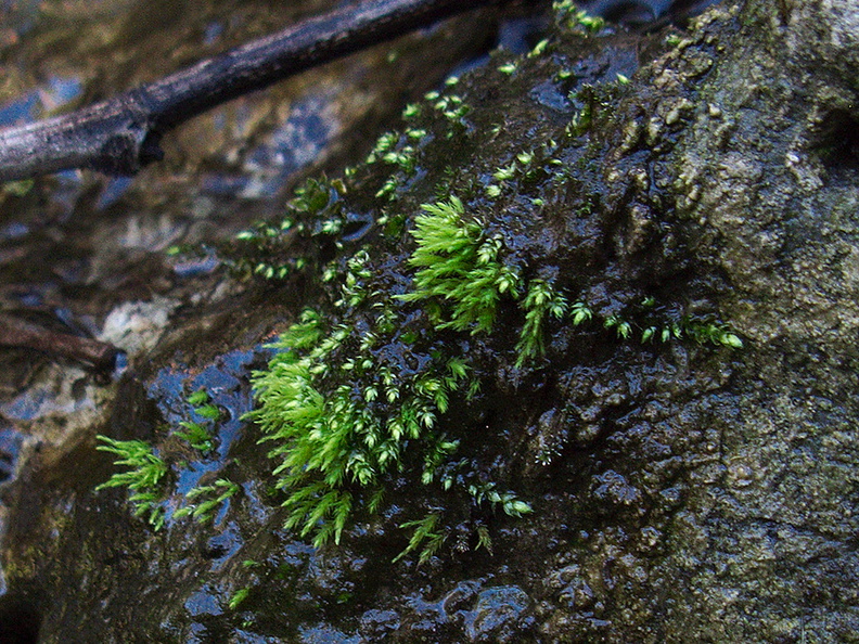 moss-vegetative-buds-Satwiwa-Waterfall-Trail-2011-12-26-IMG_0262.jpg