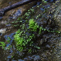 moss-vegetative-buds-Satwiwa-Waterfall-Trail-2011-12-26-IMG 0262