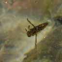 water-boatman-insect-Corixidae-Waterfall-Trail-Satwiwa-2013-04-20-IMG 0545