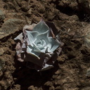 Dudleya-pulverulenta-chalk-dudleya-on-cliff-face-Serrano-Canyon-2011-10-29-IMG 9954