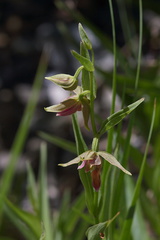 Epipactis-gigantea-stream-orchid-Serrano-Canyon-2011-05-15-IMG 2104