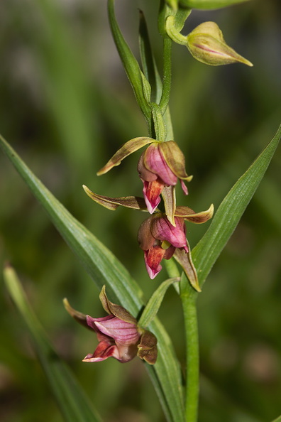 Epipactis-gigantea-stream-orchid-Serrano-Canyon-2011-05-15-IMG_2110.jpg