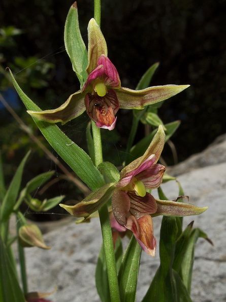 Epipactis-gigantea-stream-orchid-in-streambed-Serrano-Canyon-2011-05-15-IMG_7892.jpg