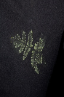 Pentagramma-triangularis-goldback-fern-spore-print-Serrano-Canyon-2011-10-29-IMG 3434