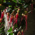 Ribes-speciosum-fuchsia-flowered-gooseberry-Serrano-canyon-trail-2011-01-25-IMG_6938.jpg
