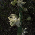 Yucca-whipplei-flower-Serrano-Canyon-2011-05-15-IMG_7935.jpg