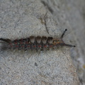 caterpillar-gray-fuzzy-white-spots-Lepidoptera-Serrano-Canyon-2011-05-15-IMG 2127