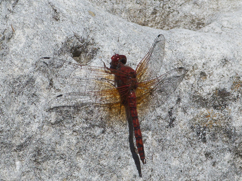 dragonfly-copper-winged-in-streambed-Serrano-Canyon-2011-05-15-IMG_7909.jpg