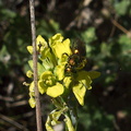 gold-insect-on-crucifer-Serrano-Canyon-2011-10-29-IMG-9945.jpg