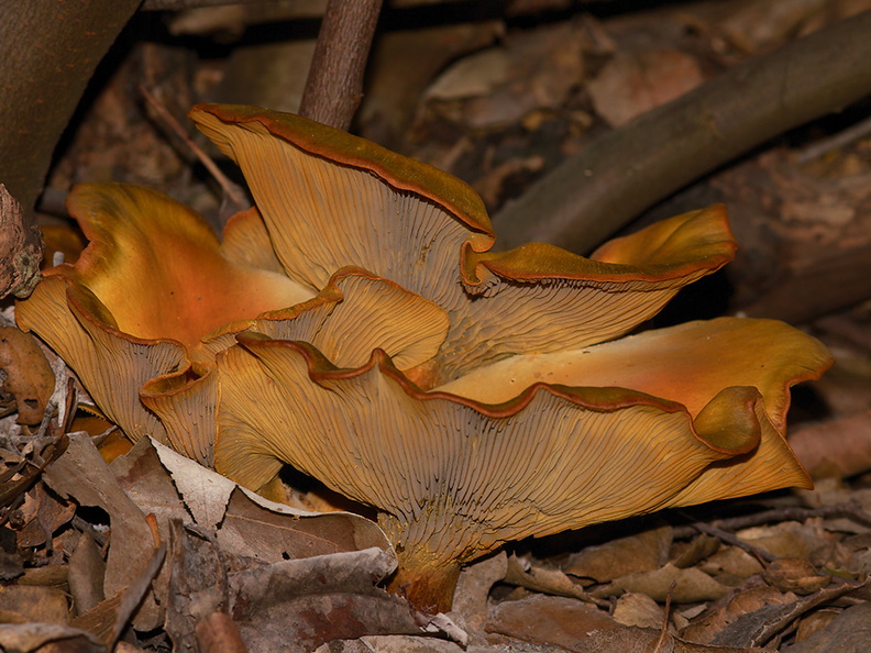 jack-o-lantern-mushroom-Omphalotus-sp-Serrano-Canyon-2013-02-10-IMG_7343.jpg